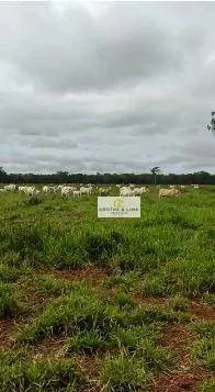 Farm for sale of 1,585 acres in Marianópolis do Tocantins, TO, Brazil