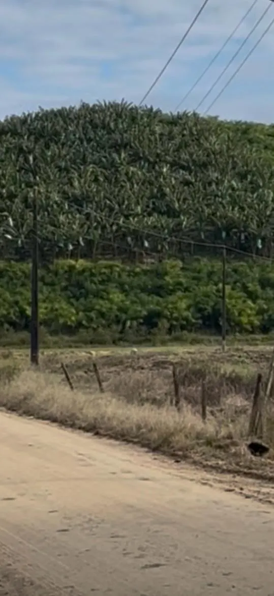 Fazenda à venda e para Arrendar de 62 ha em São João do Itaperiú, SC, Brasil