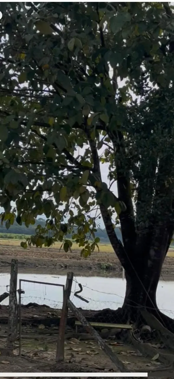 Fazenda à venda e para Arrendar de 62 ha em São João do Itaperiú, SC, Brasil