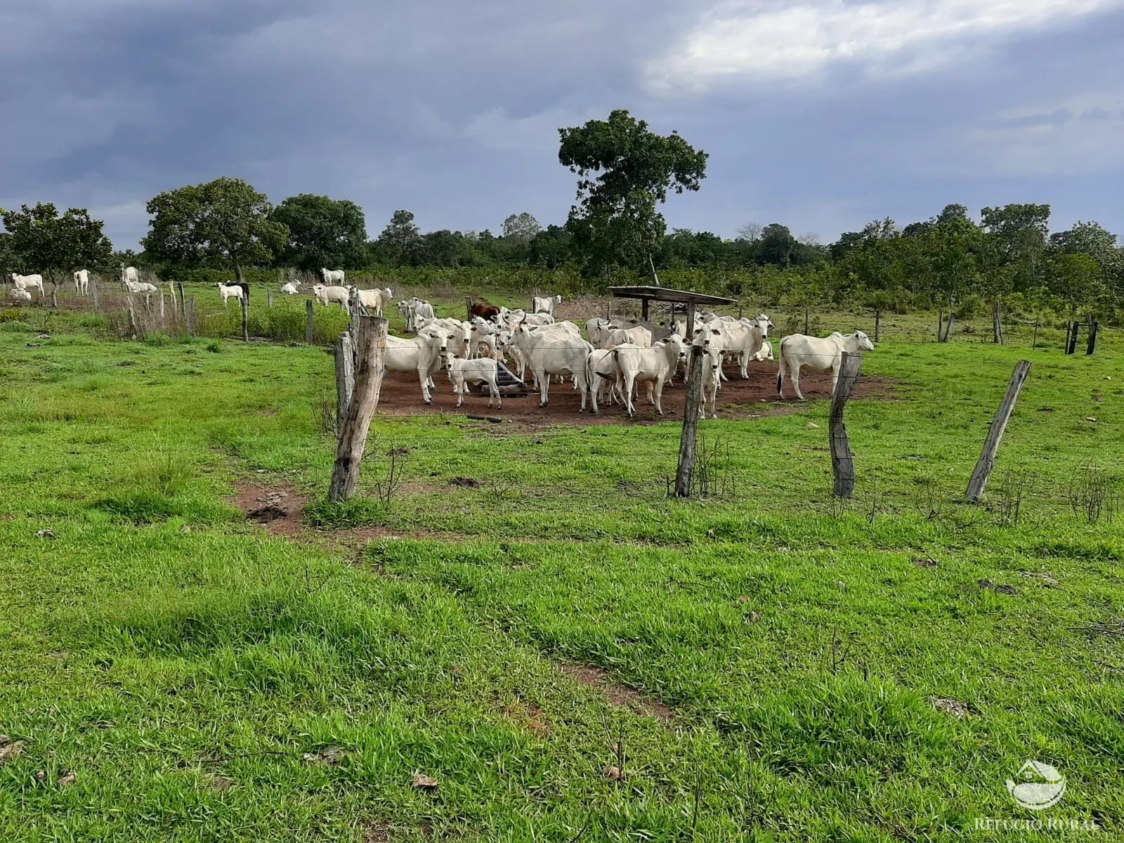 Fazenda à venda de 788 ha em Figueirópolis, TO, Brasil