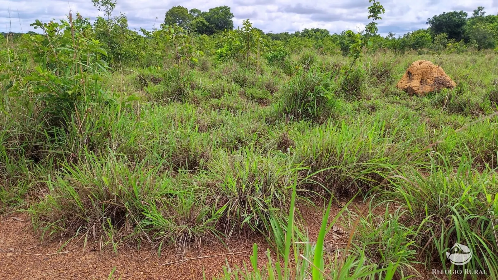 Fazenda à venda de 788 ha em Figueirópolis, TO, Brasil