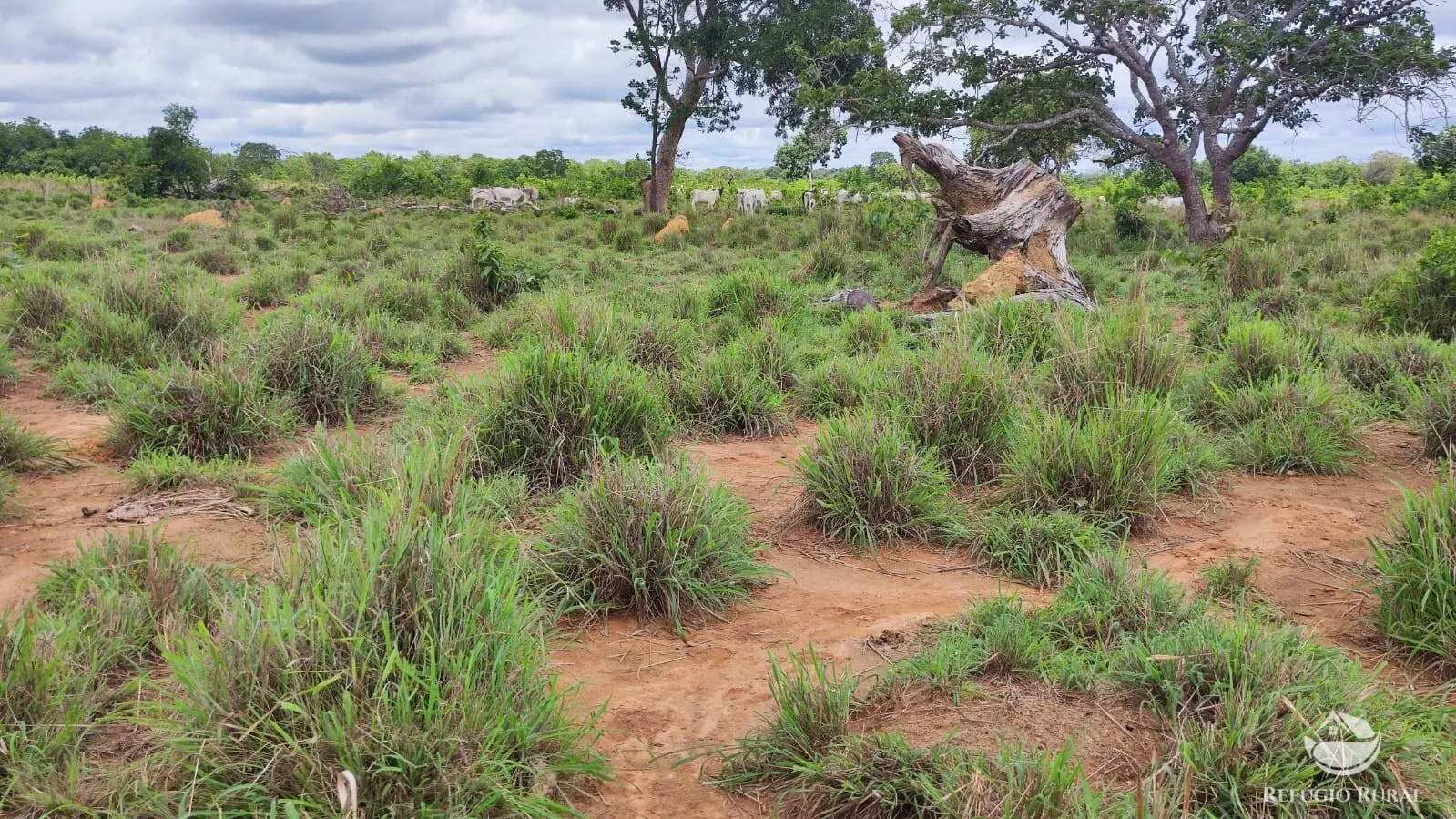 Fazenda à venda de 788 ha em Figueirópolis, TO, Brasil