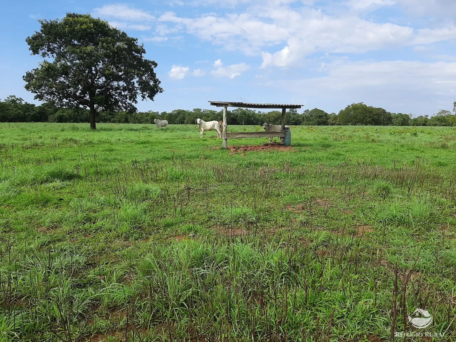 Fazenda à venda de 788 ha em Figueirópolis, TO, Brasil