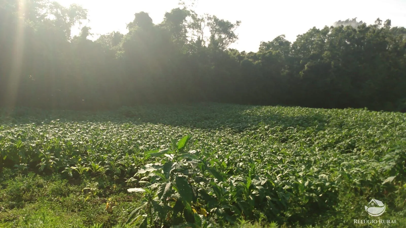 Sítio à venda de 9 ha em Santa Cruz do Sul, RS, Brasil