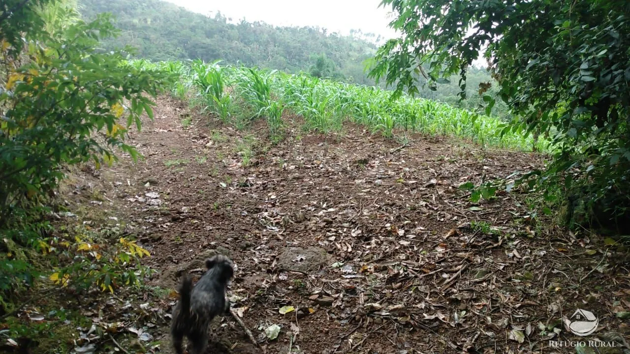 Sítio à venda de 9 ha em Santa Cruz do Sul, RS, Brasil
