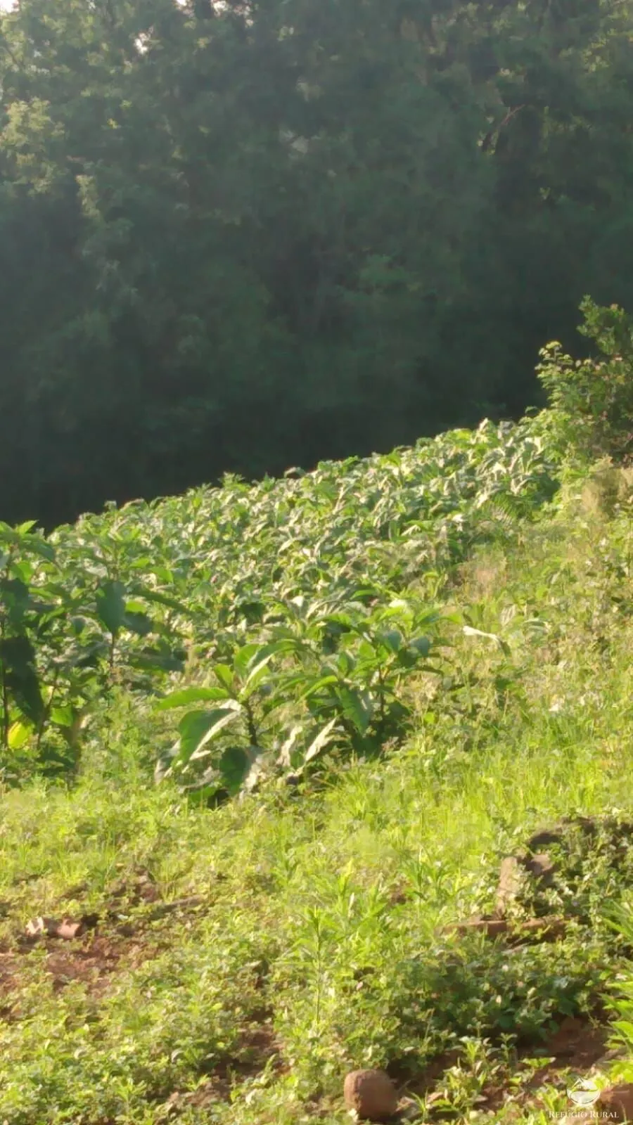 Sítio à venda de 9 ha em Santa Cruz do Sul, RS, Brasil
