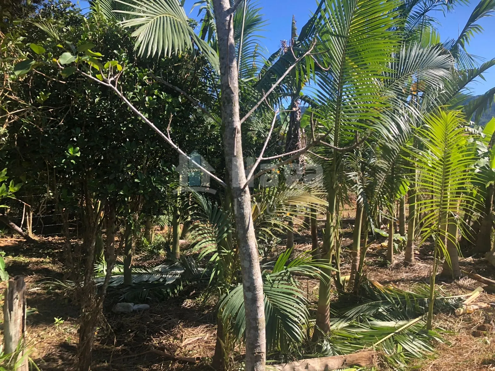 Fazenda à venda de 2.000 m² em Tijucas, SC, Brasil