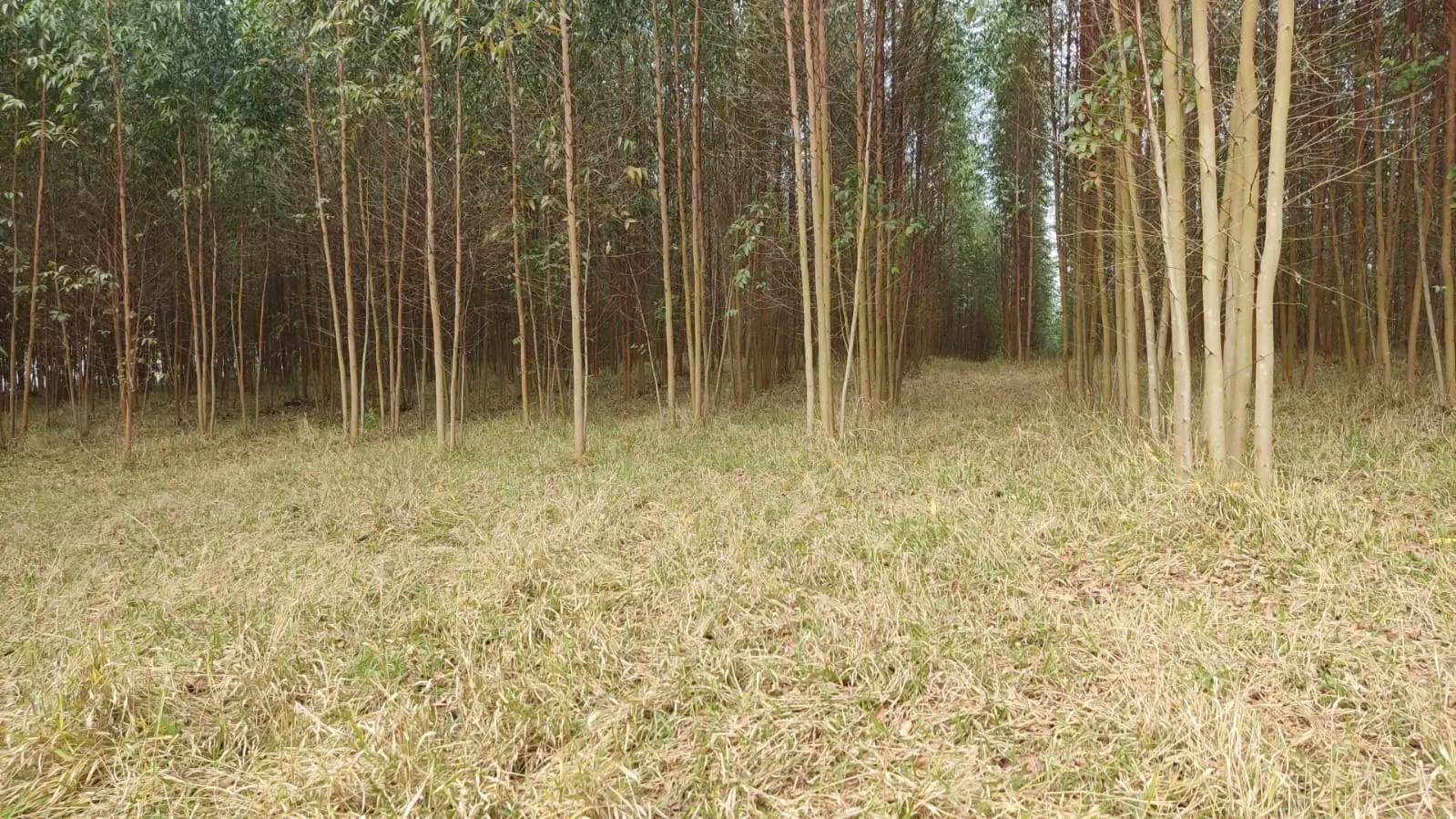 Sítio à venda de 6 ha em Itapetininga, SP, Brasil
