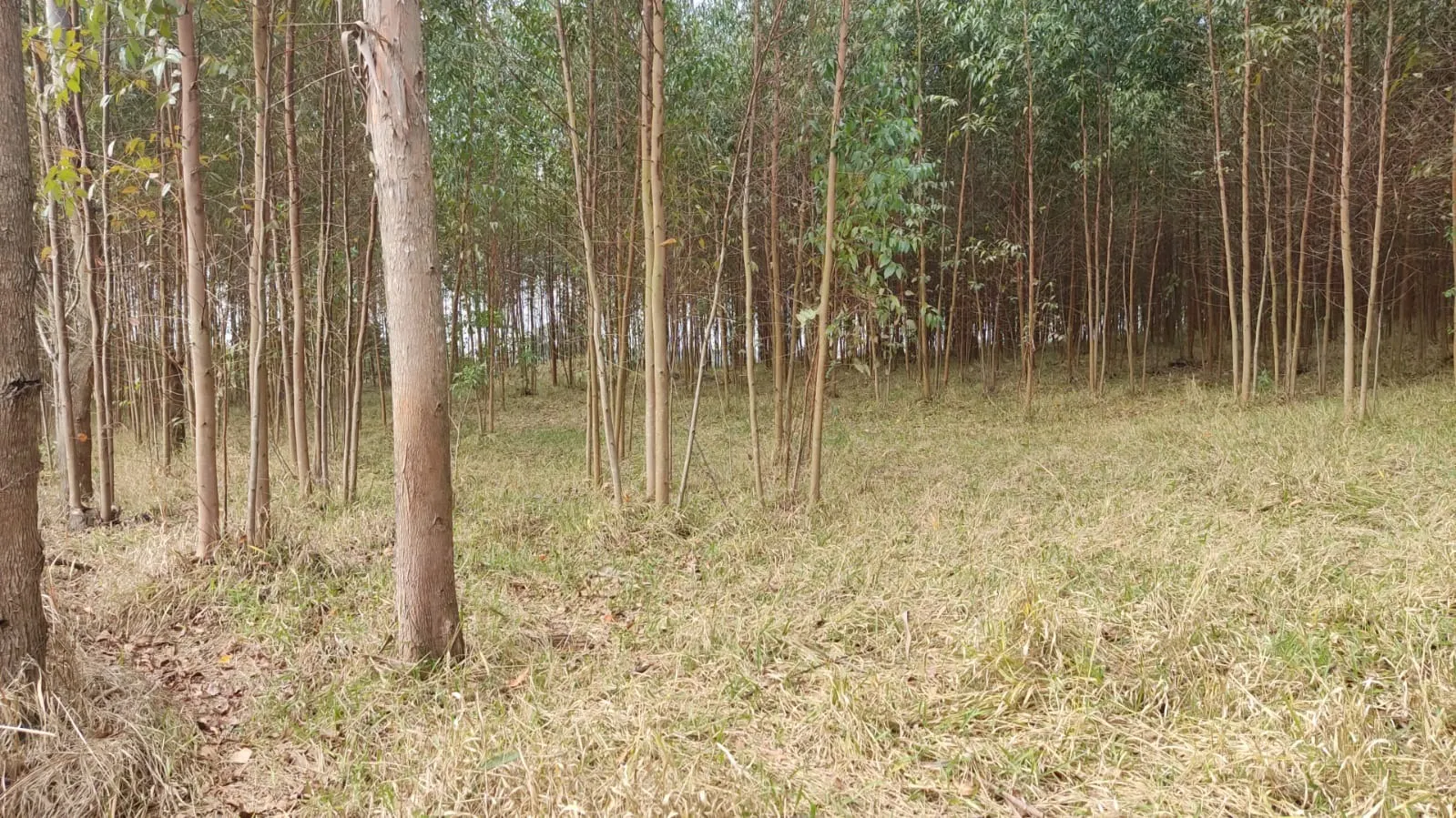 Sítio à venda de 6 ha em Itapetininga, SP, Brasil