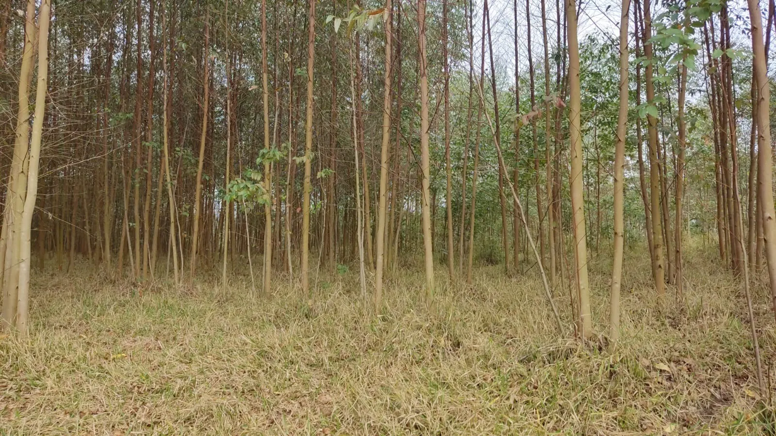 Sítio à venda de 6 ha em Itapetininga, SP, Brasil