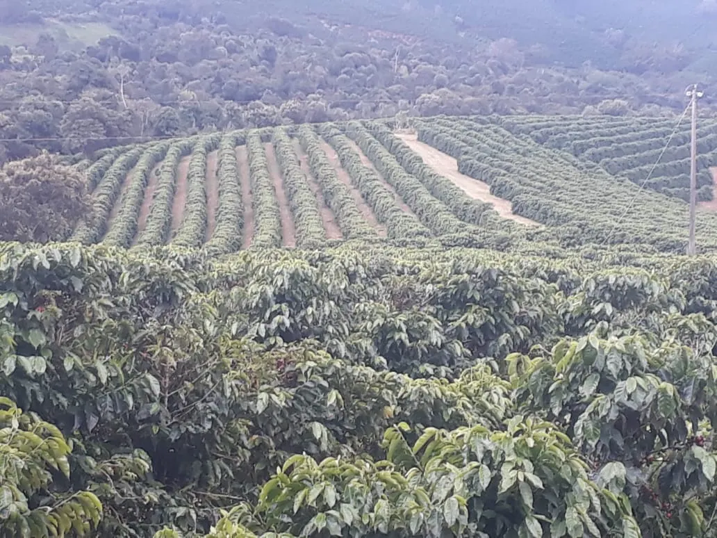 Fazenda à venda de 252 ha em Jacutinga, MG, Brasil