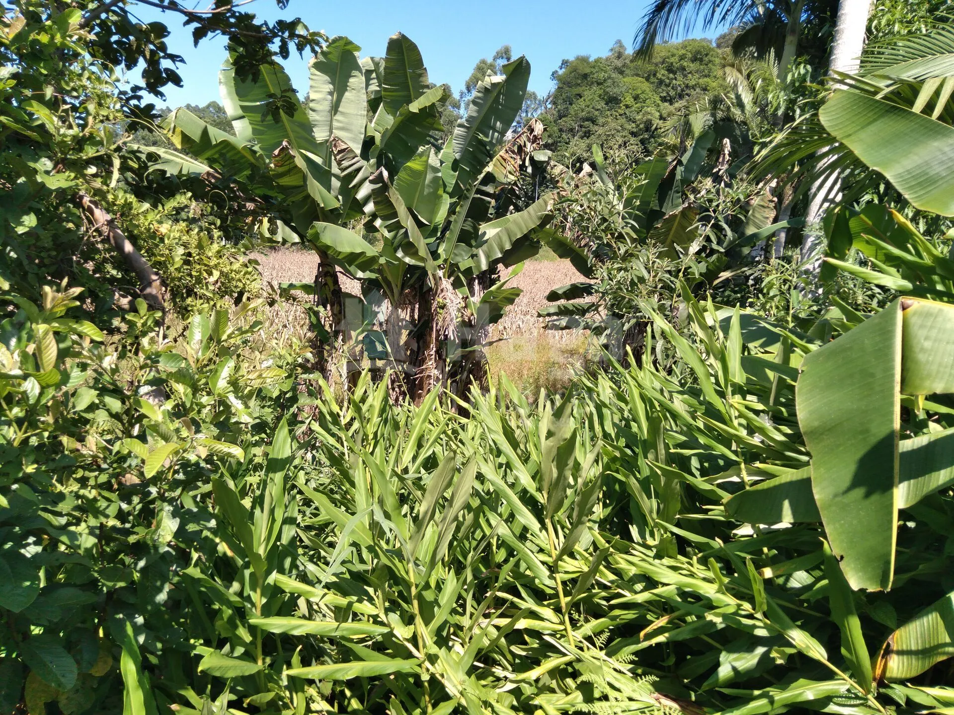 Terreno à venda de 1.269 m² em Guabiruba, SC, Brasil