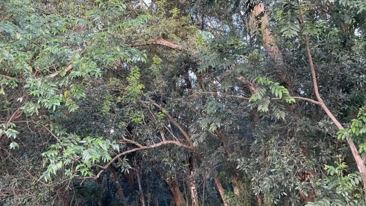 Chácara à venda de 1 ha em Glorinha, RS, Brasil