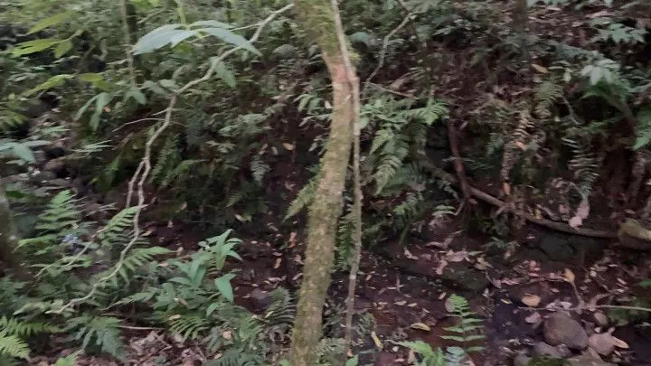Chácara à venda de 1 ha em Glorinha, RS, Brasil