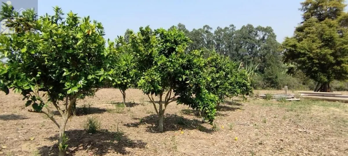Small farm for sale of 18 acres in Sarapuí, SP, Brazil