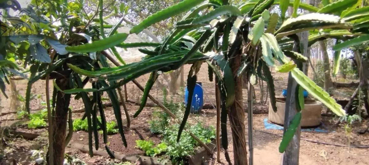 Small farm for sale of 18 acres in Sarapuí, SP, Brazil