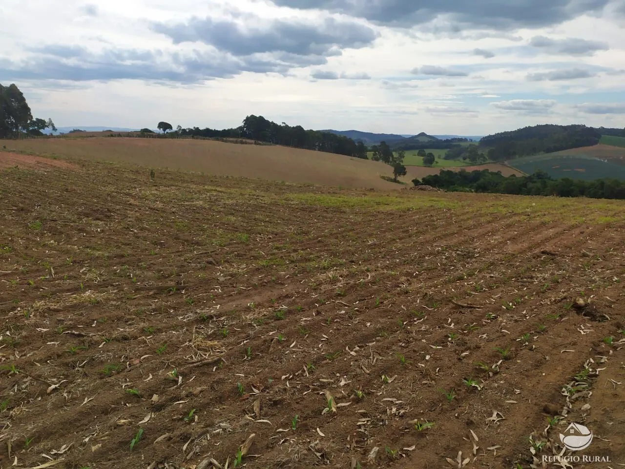 Fazenda à venda de 111 ha em Toledo, MG, Brasil