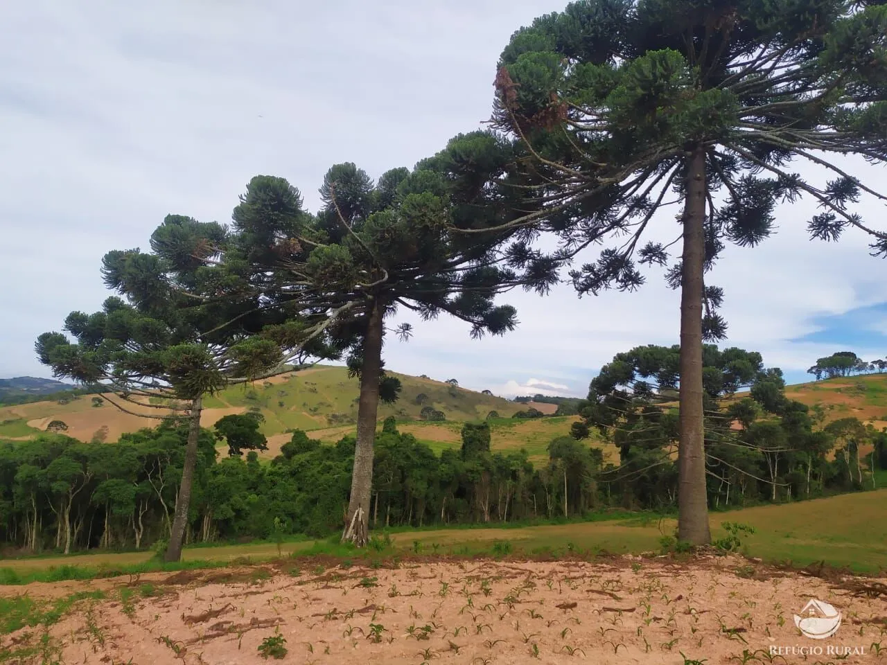 Fazenda à venda de 111 ha em Toledo, MG, Brasil