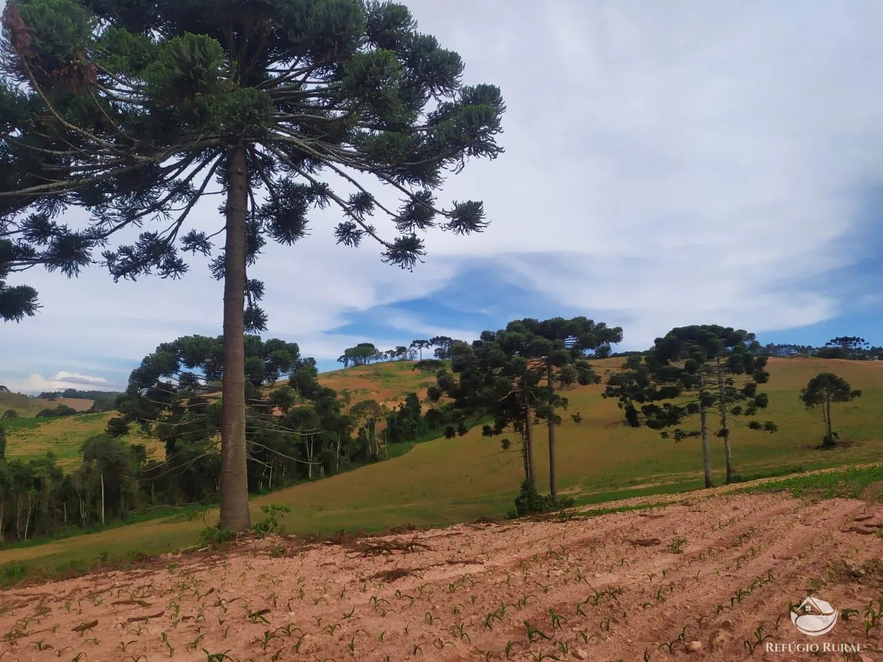 Fazenda à venda de 111 ha em Toledo, MG, Brasil