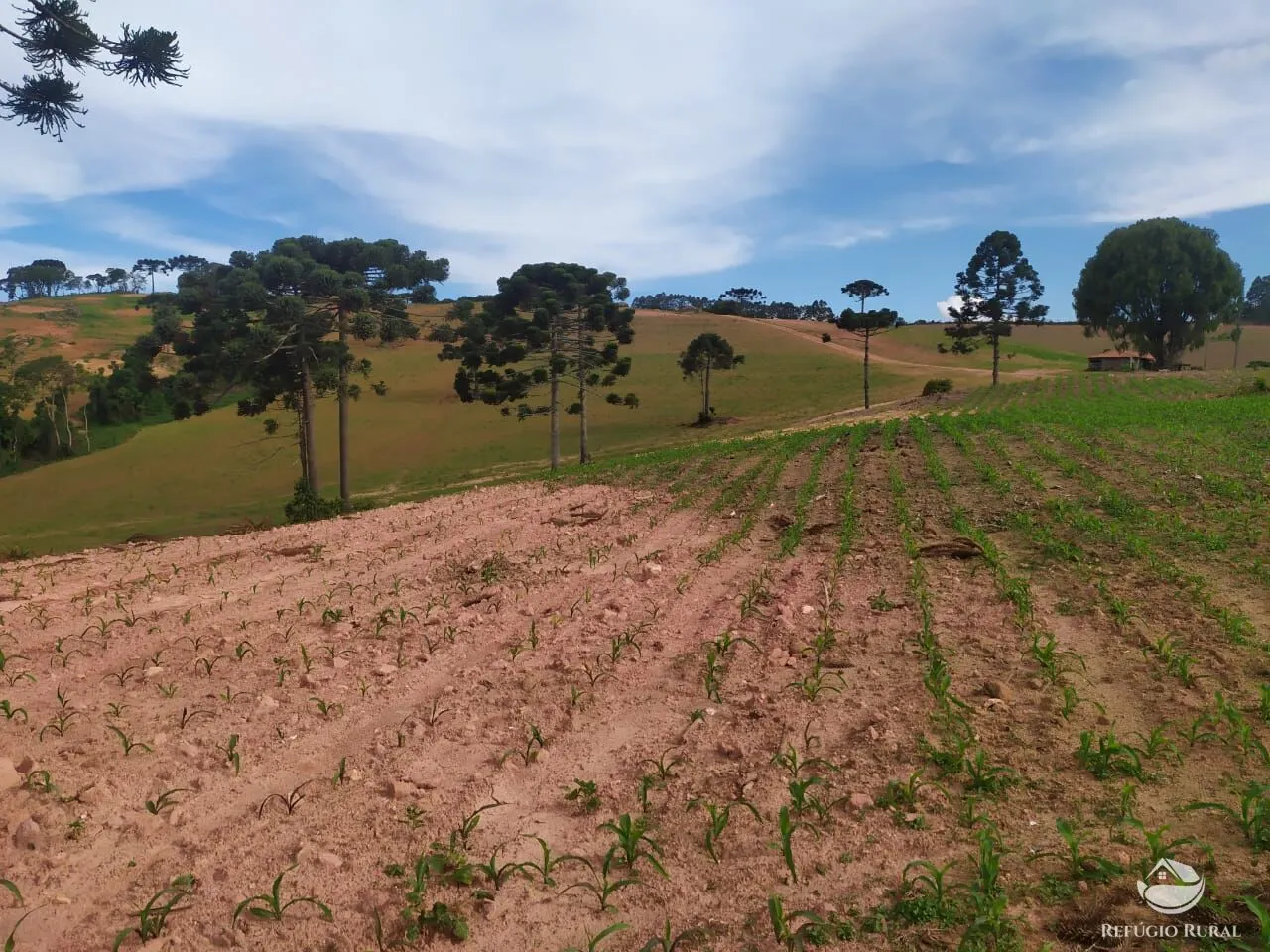Fazenda à venda de 111 ha em Toledo, MG, Brasil