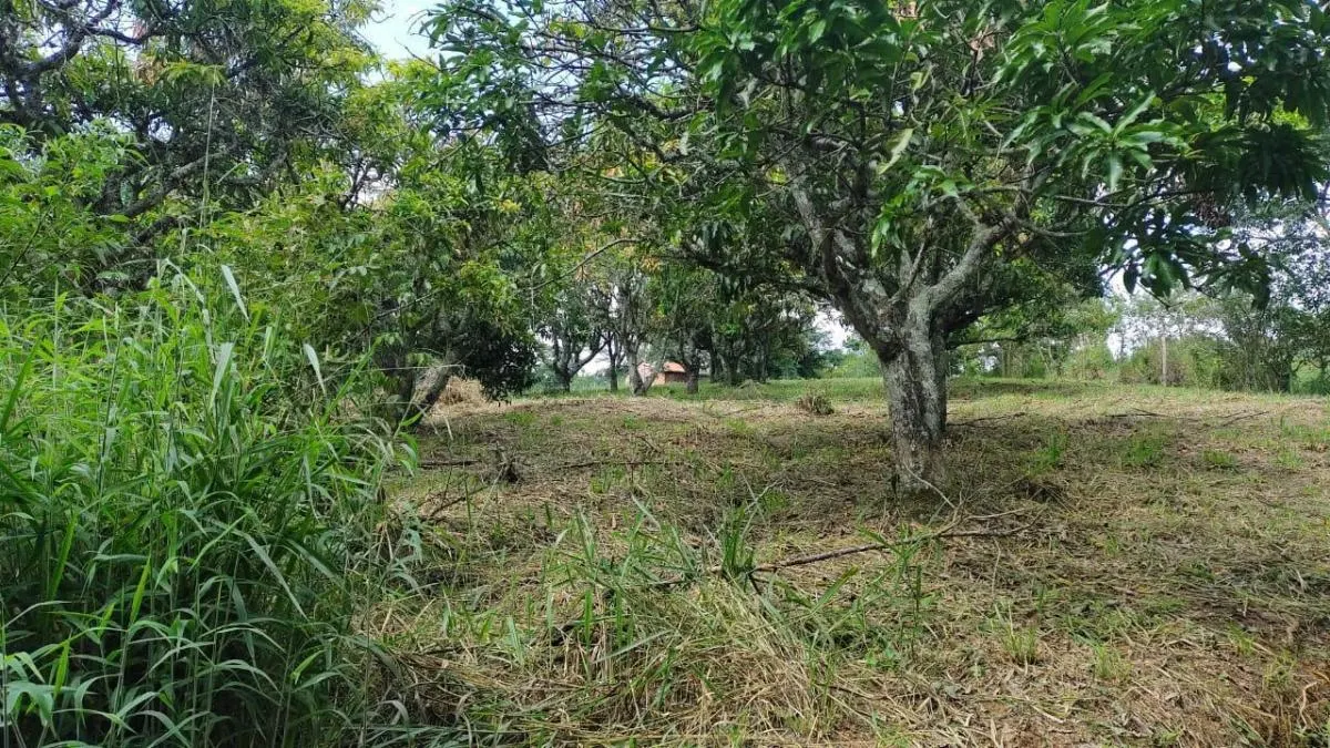 Small farm for sale of 14 acres in Capela do Alto, SP, Brazil