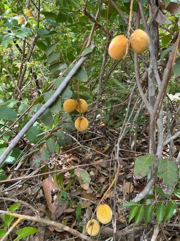 Chácara à venda de 10 ha em Chapada dos Guimarães, MT, Brasil