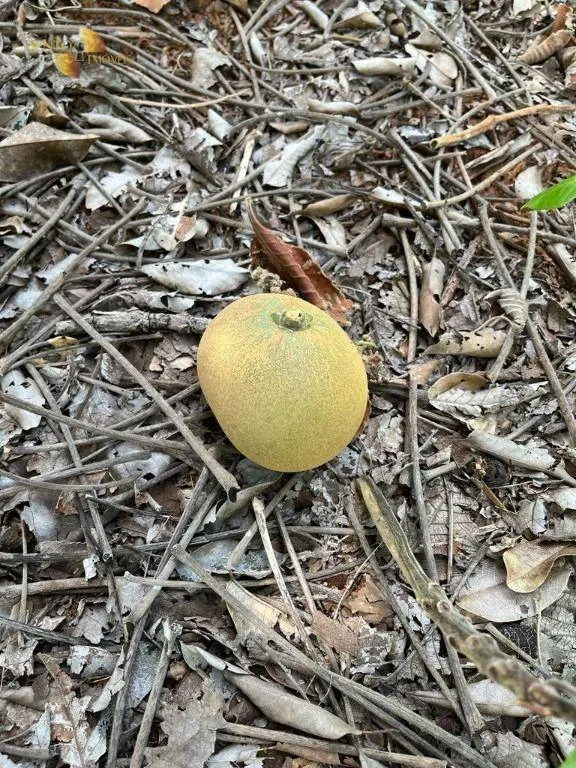 Chácara à venda de 10 ha em Chapada dos Guimarães, MT, Brasil
