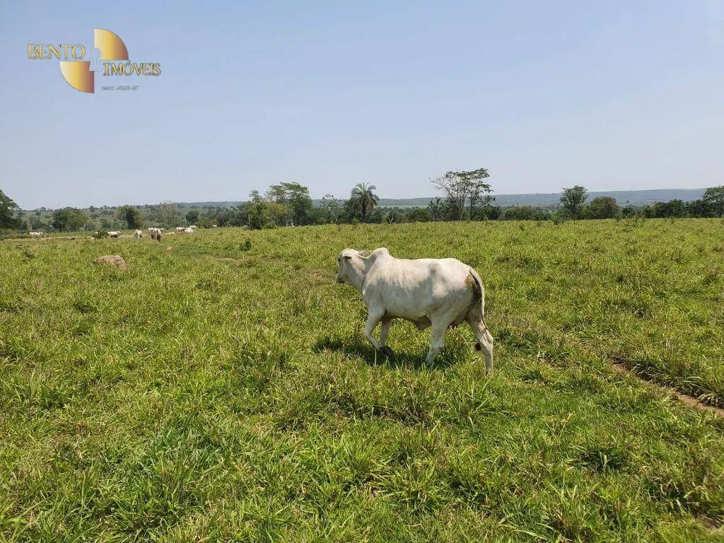 Fazenda à venda e para Arrendar de 150 ha em Rondonópolis, MT, Brasil