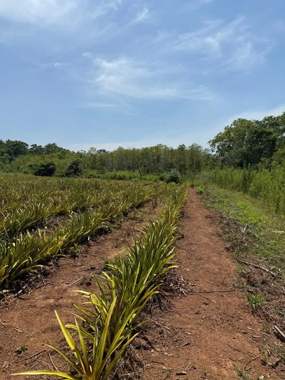 Fazenda à venda de 49 ha em Arroyos y Esteros, Paraguai