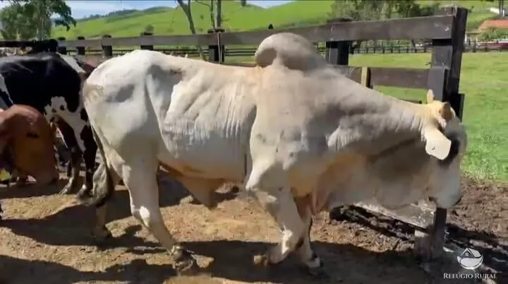 Fazenda à venda de 258 ha em Lorena, SP, Brasil