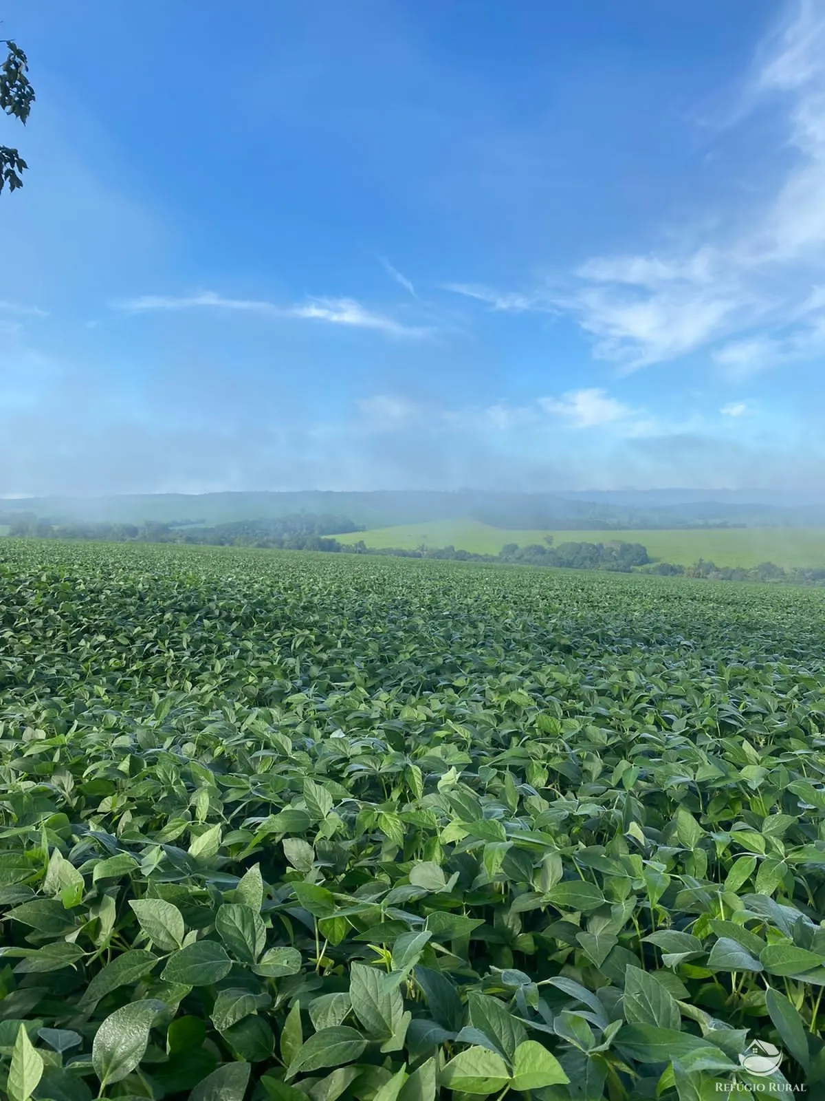 Fazenda à venda de 1.258 ha em Corumbá de Goiás, GO, Brasil