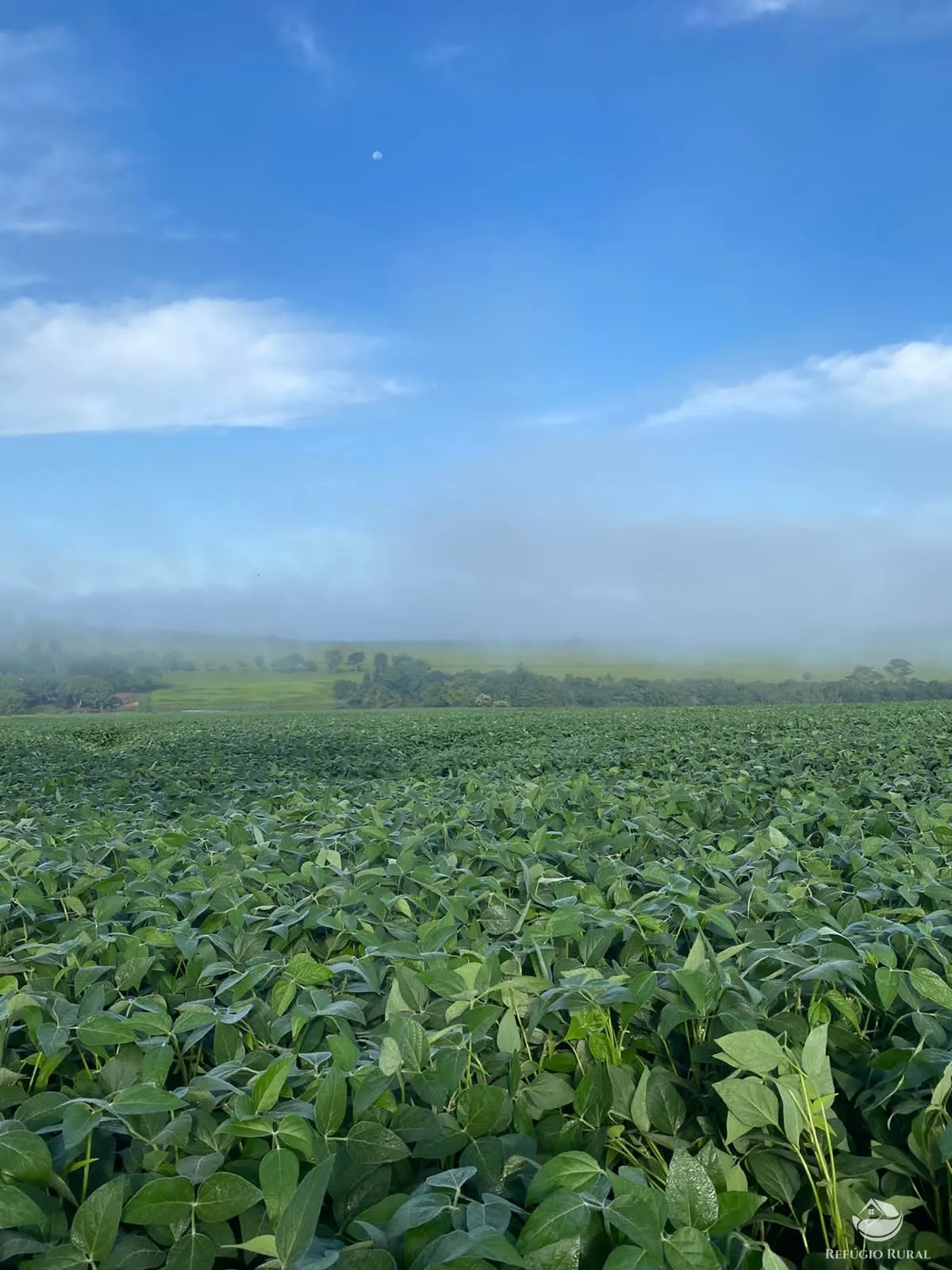 Fazenda à venda de 1.258 ha em Corumbá de Goiás, GO, Brasil