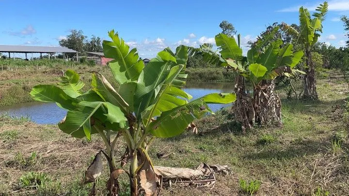 Chácara à venda de 7.300 m² em Santo Antônio da Patrulha, RS, Brasil
