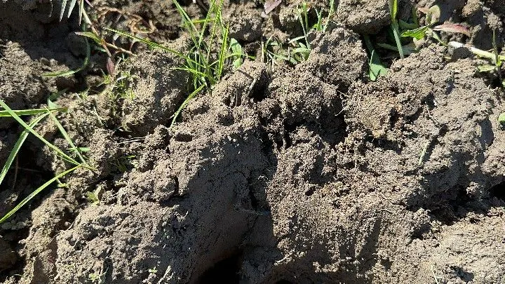 Chácara à venda de 6 ha em Santo Antônio da Patrulha, RS, Brasil