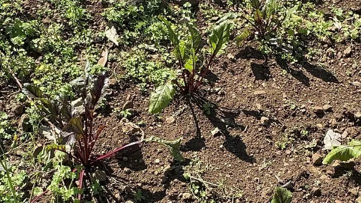 Chácara à venda de 6 ha em Santo Antônio da Patrulha, RS, Brasil