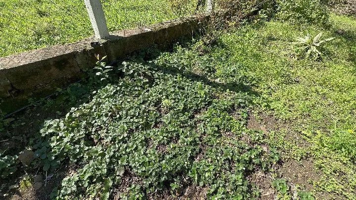 Chácara à venda de 6 ha em Santo Antônio da Patrulha, RS, Brasil