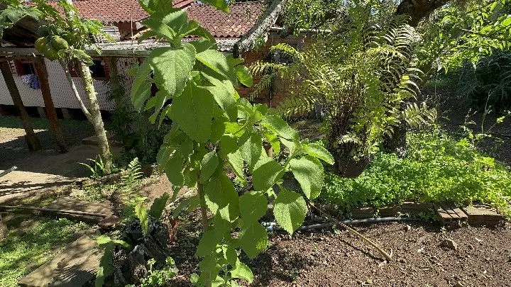 Chácara à venda de 6 ha em Santo Antônio da Patrulha, RS, Brasil