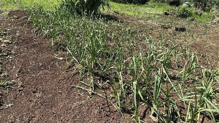 Chácara à venda de 6 ha em Santo Antônio da Patrulha, RS, Brasil