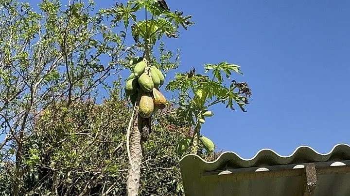 Chácara à venda de 6 ha em Santo Antônio da Patrulha, RS, Brasil