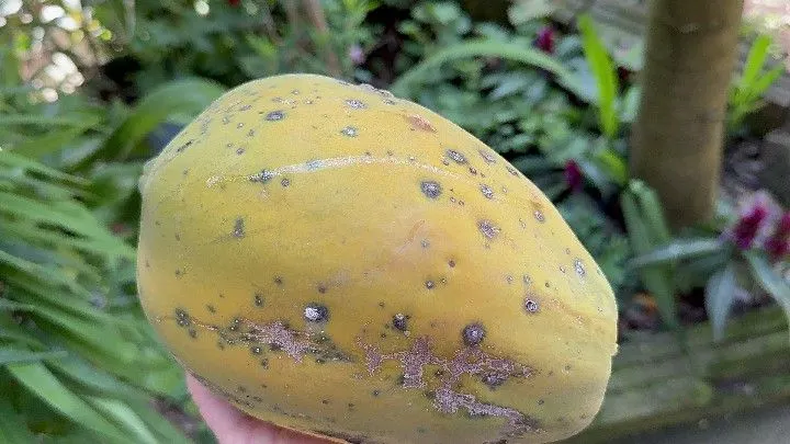 Chácara à venda de 6 ha em Santo Antônio da Patrulha, RS, Brasil
