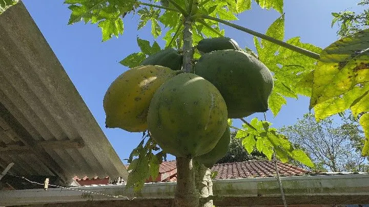 Chácara à venda de 6 ha em Santo Antônio da Patrulha, RS, Brasil