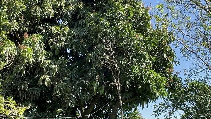 Chácara à venda de 6 ha em Santo Antônio da Patrulha, RS, Brasil