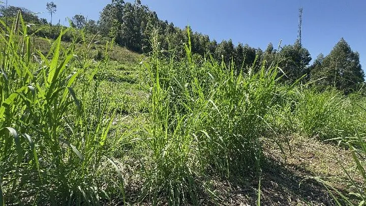 Chácara à venda de 6 ha em Santo Antônio da Patrulha, RS, Brasil