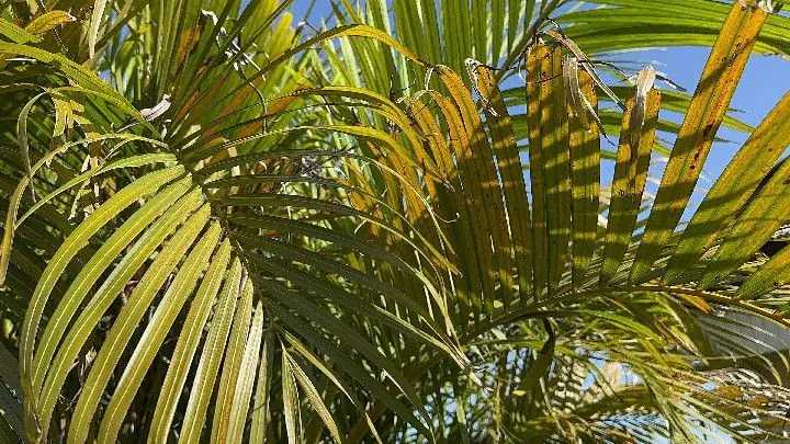 Chácara à venda de 6 ha em Santo Antônio da Patrulha, RS, Brasil