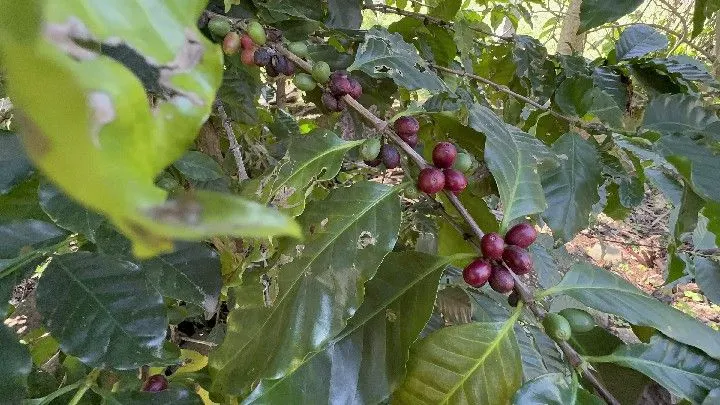 Chácara à venda de 6 ha em Santo Antônio da Patrulha, RS, Brasil