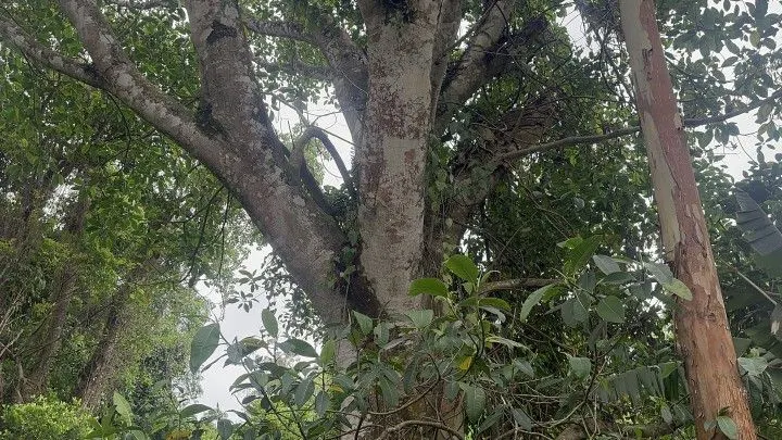 Country home for sale of 14 acres in Caraá, RS, Brazil
