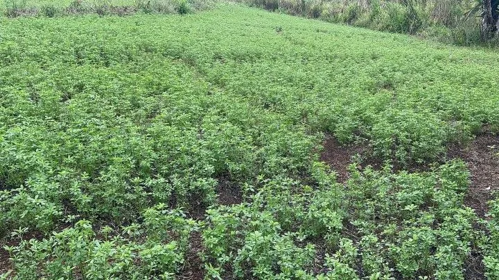 Country home for sale of 14 acres in Caraá, RS, Brazil