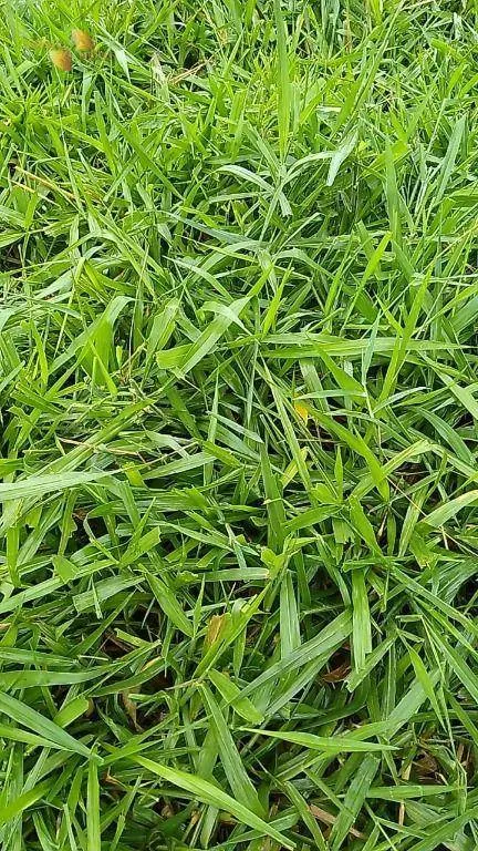 Fazenda à venda de 348 ha em Tangará da Serra, MT, Brasil
