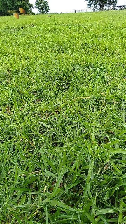 Fazenda à venda de 348 ha em Tangará da Serra, MT, Brasil