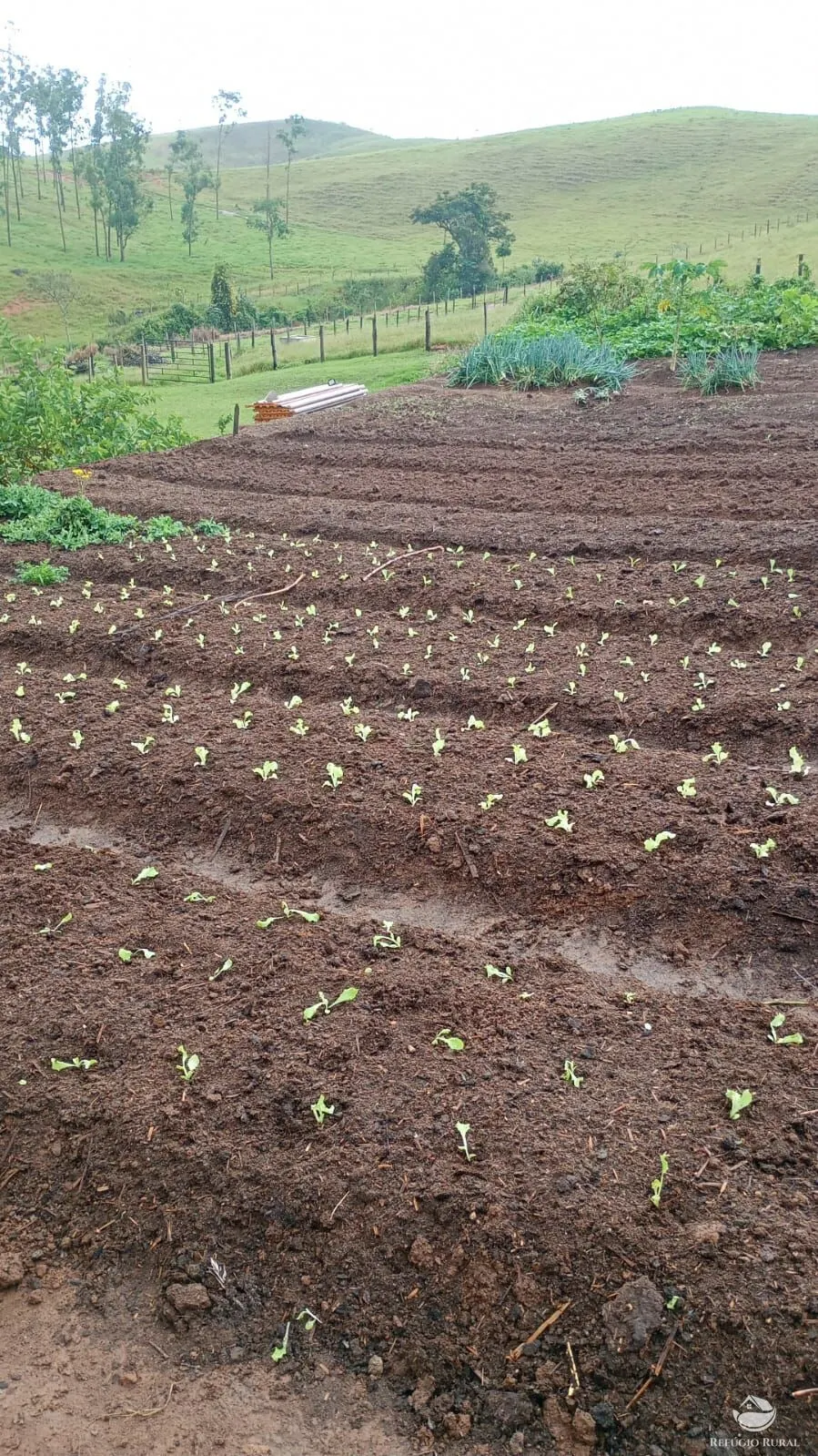 Fazenda à venda de 774 ha em Canas, SP, Brasil